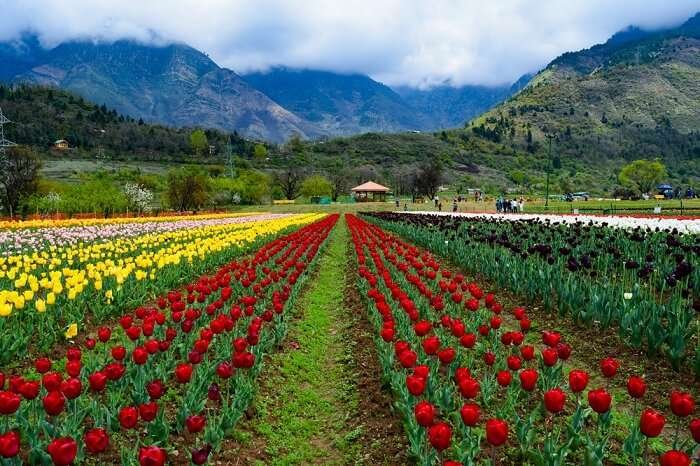 Kashmir Delight – 3 Nights 4 Days gallery 2